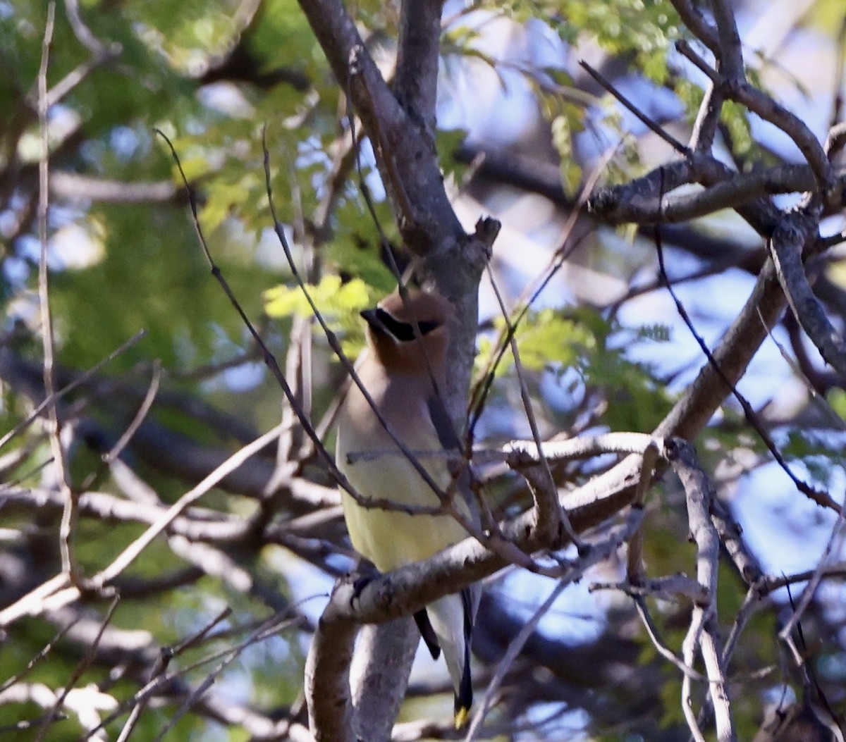 brkoslav americký - ML646486478