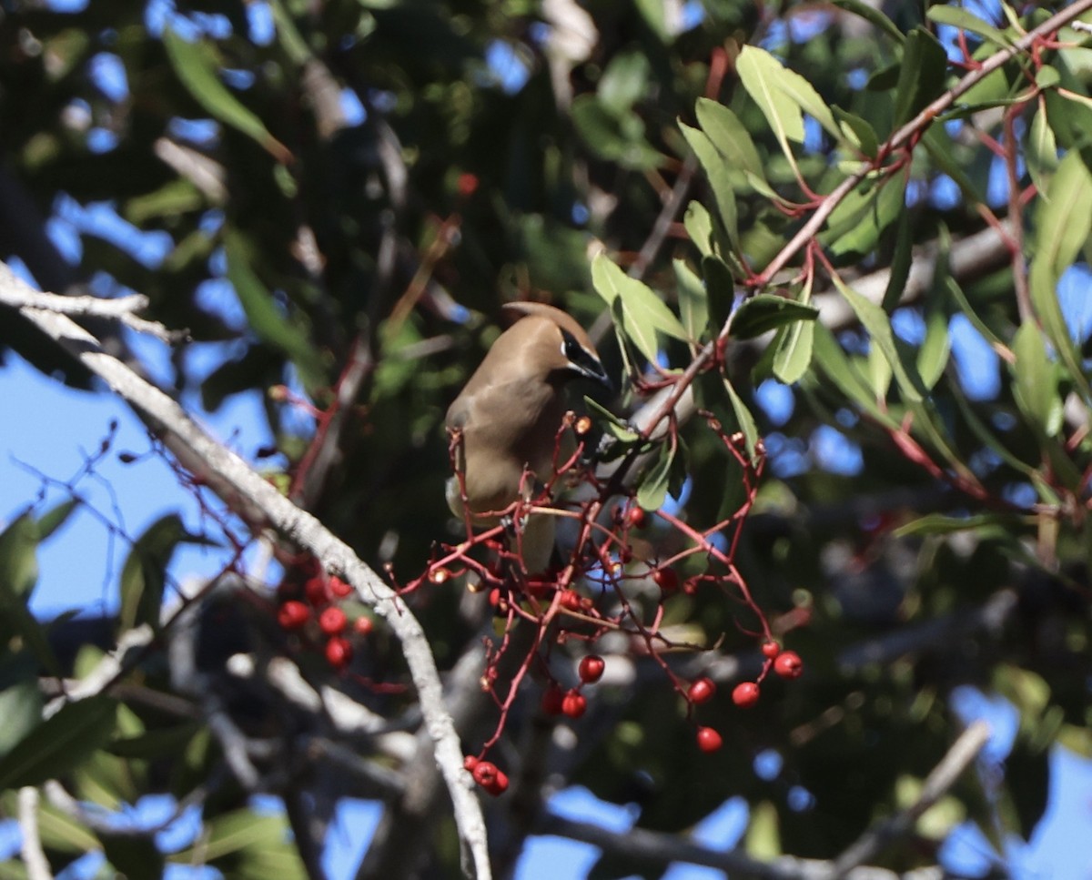 brkoslav americký - ML646486479