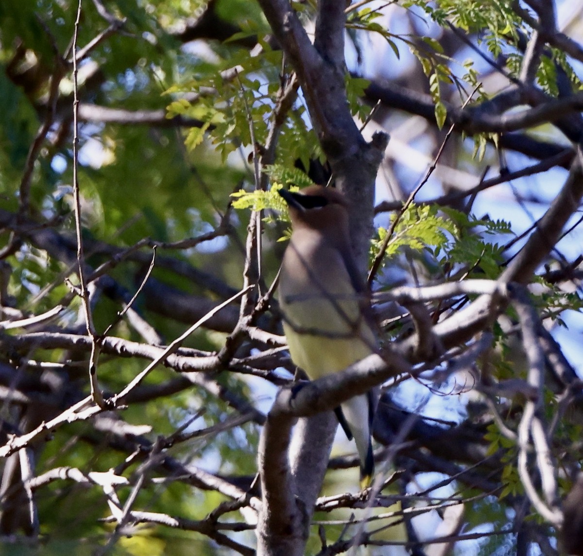 brkoslav americký - ML646486480