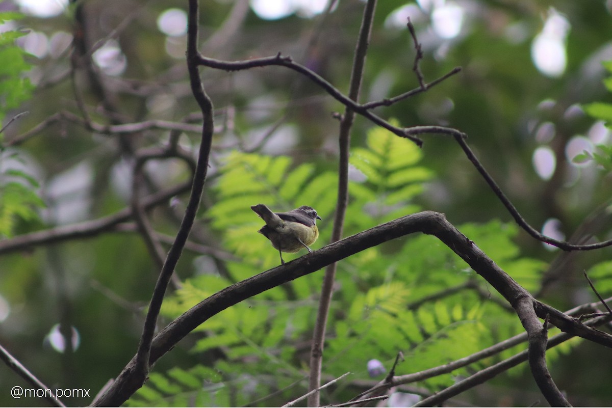 Bananaquit - ML646486482