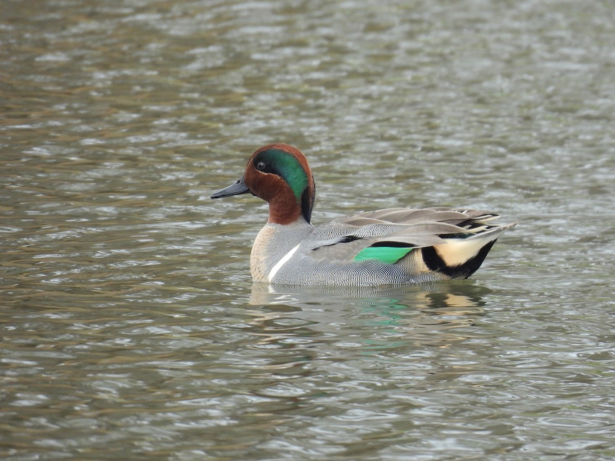 Green-winged Teal - ML646486483