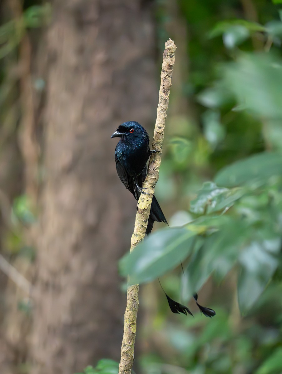 Greater Racket-tailed Drongo - ML646486490