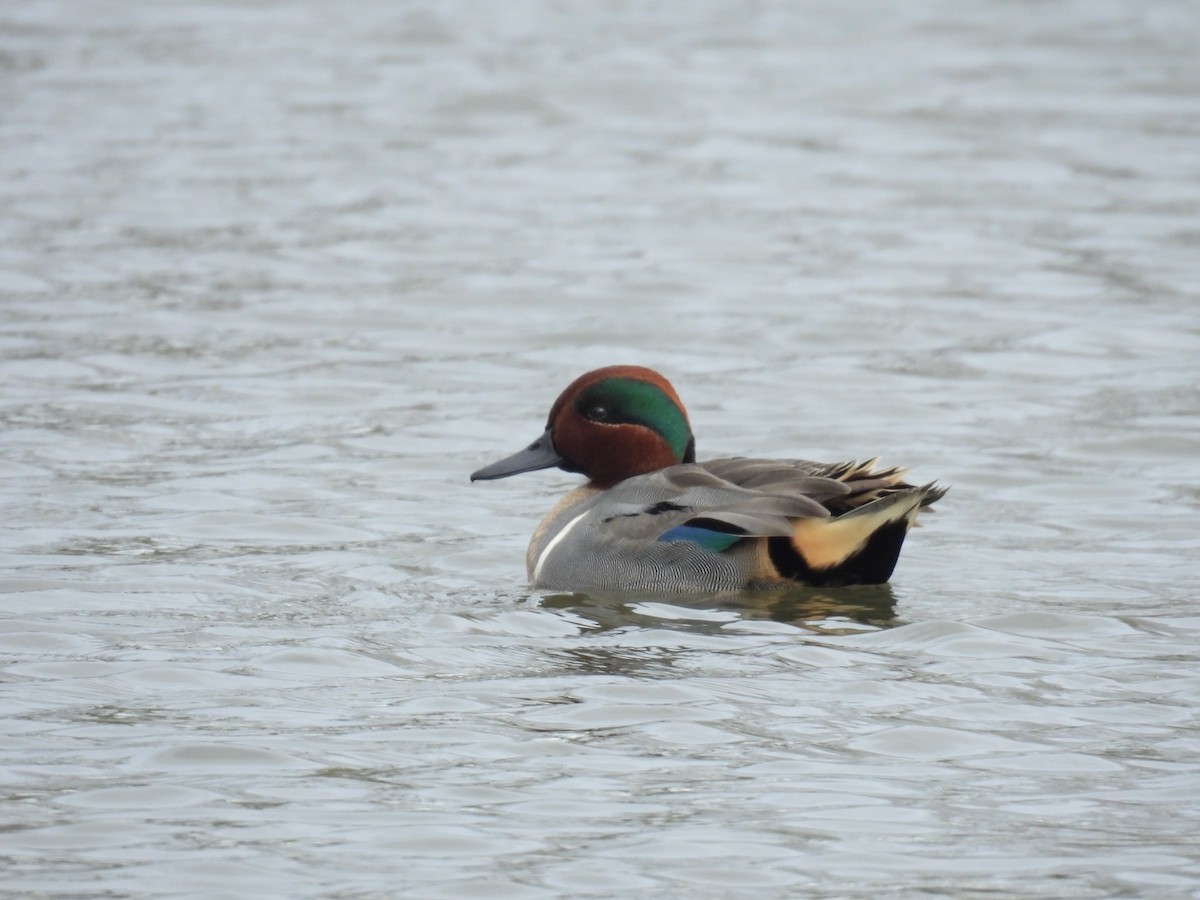 Green-winged Teal - ML646486495