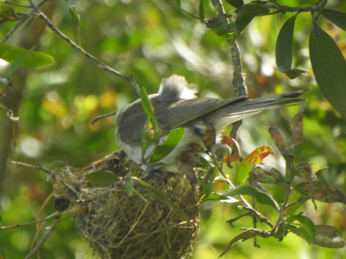Little Friarbird - ML646486496