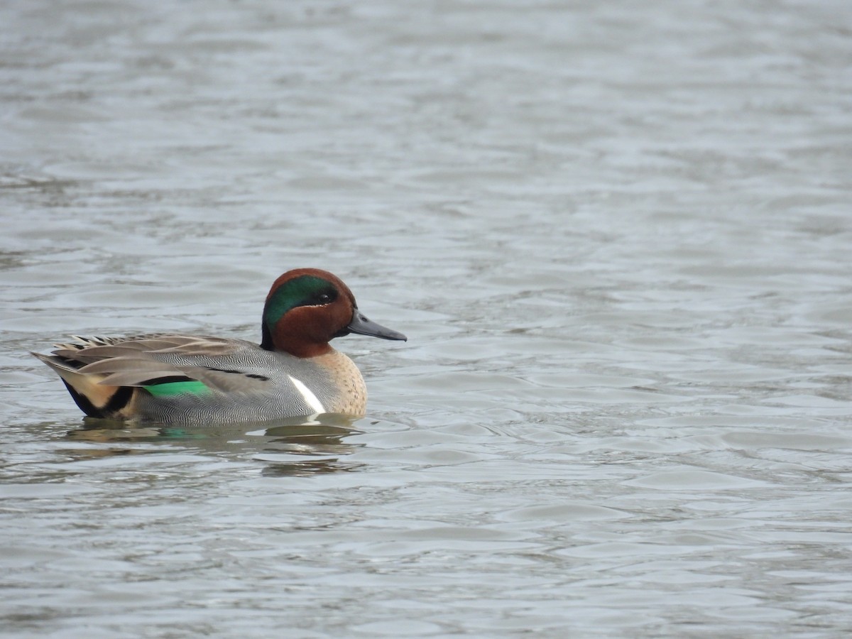 Green-winged Teal - ML646486498