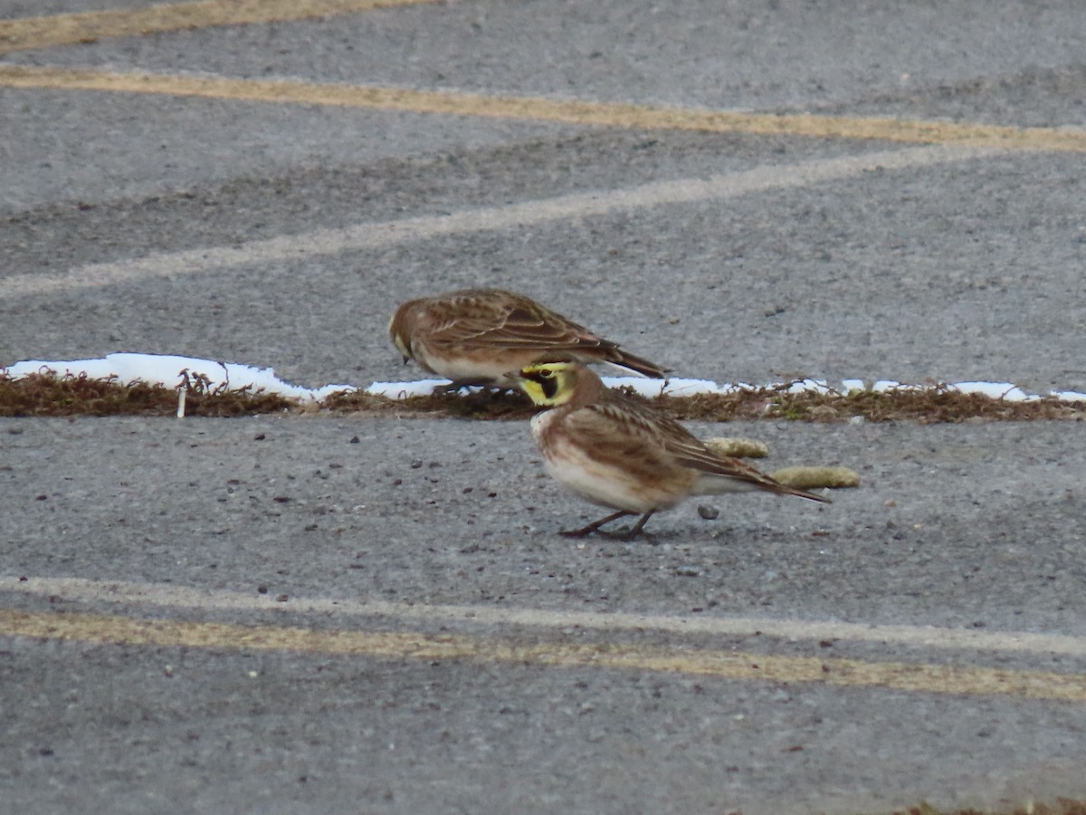 skřivan ouškatý - ML646486499