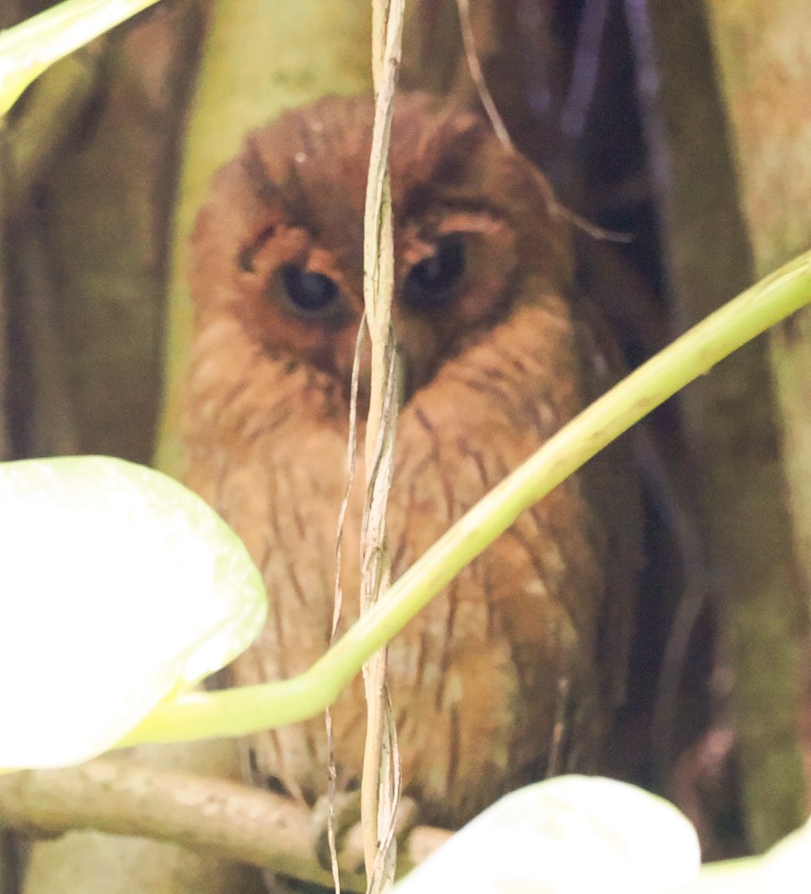 kalous jamajský - ML646486503