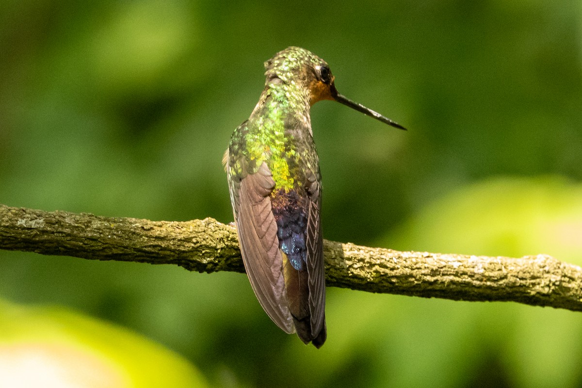 Blue-throated Starfrontlet - ML646486504