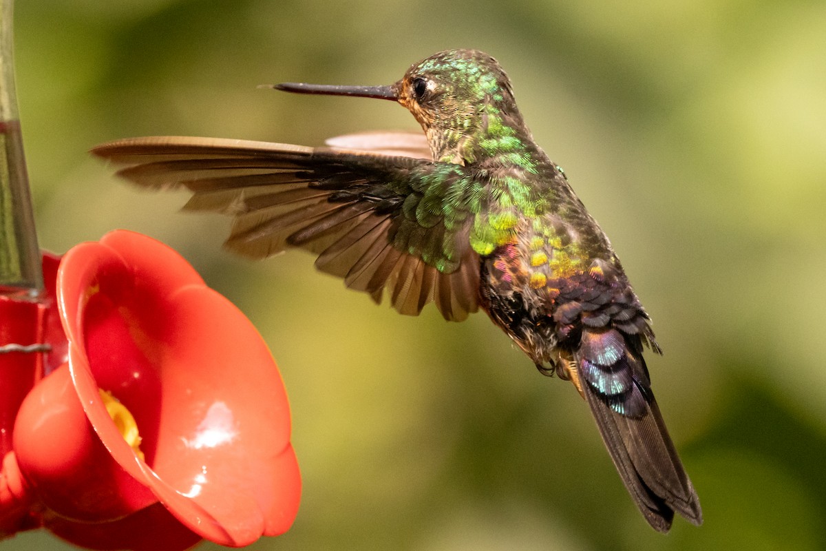 Blue-throated Starfrontlet - ML646486505