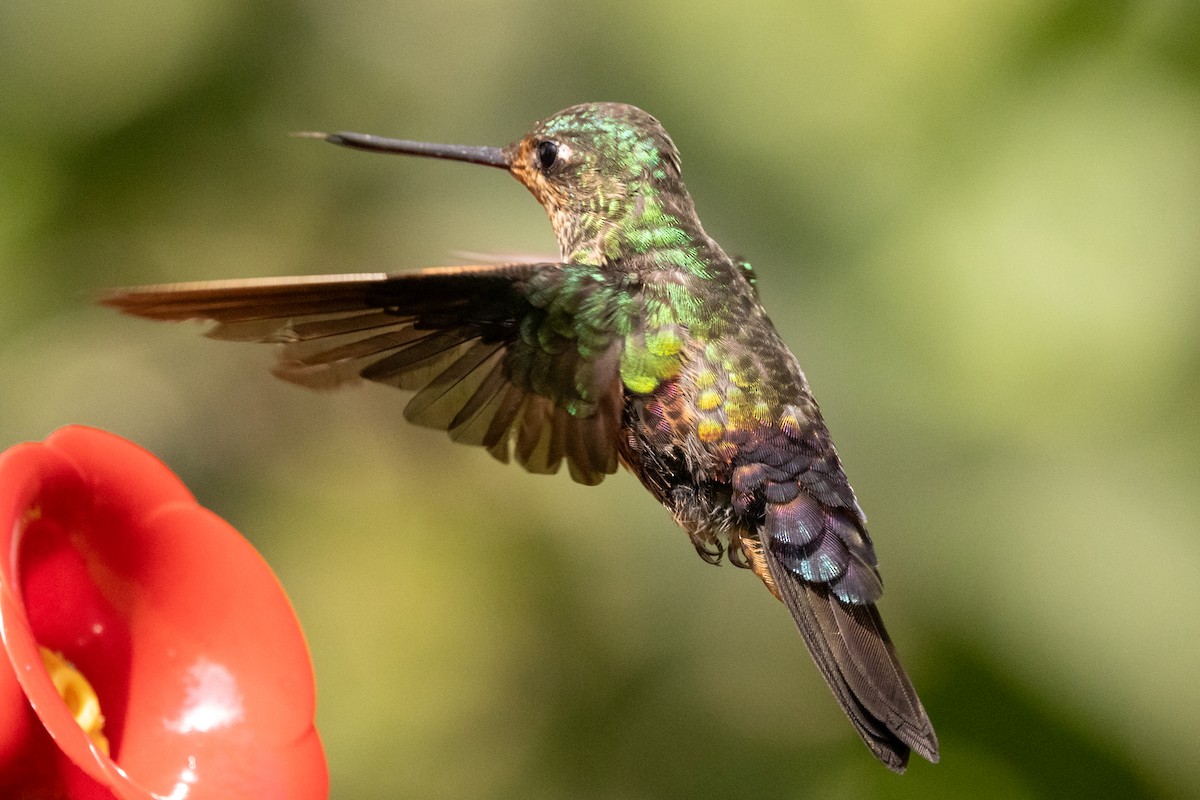 Blue-throated Starfrontlet - ML646486506