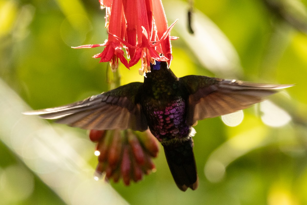 Blue-throated Starfrontlet - ML646486507