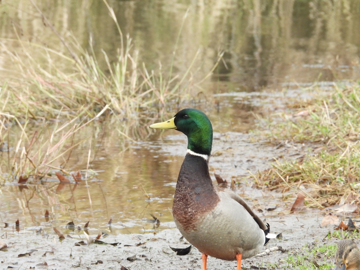 Mallard - ML646486515