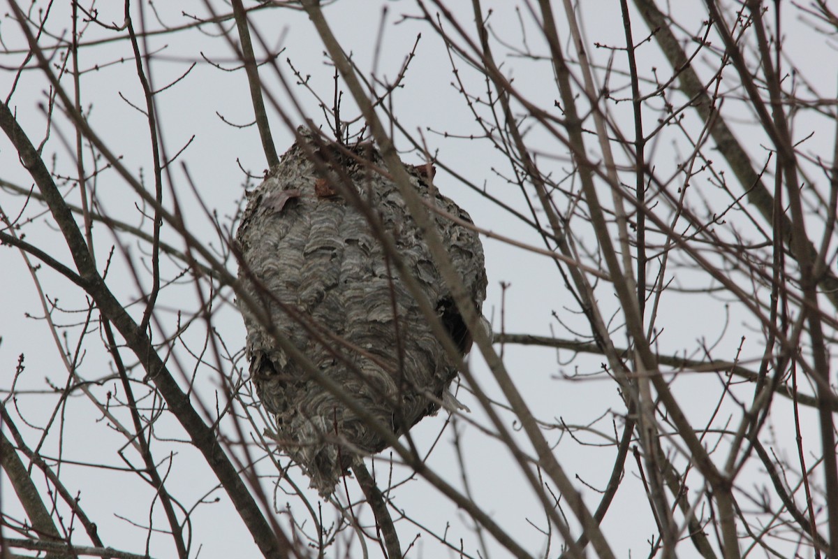 Animals - ML646486518