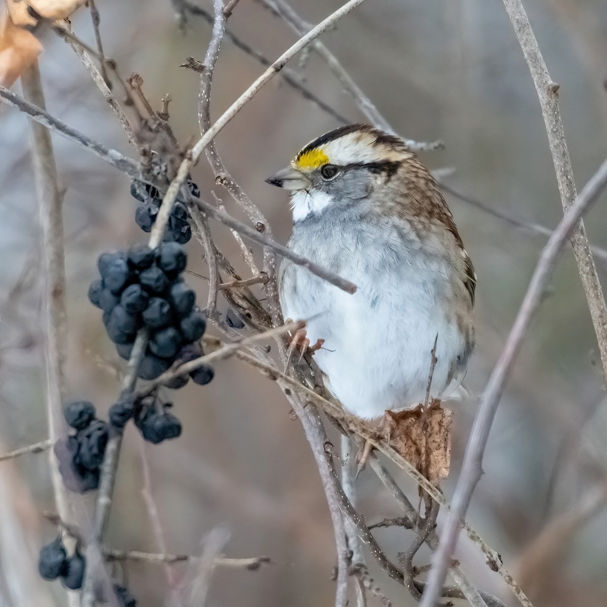 White-throated Sparrow - ML646486520