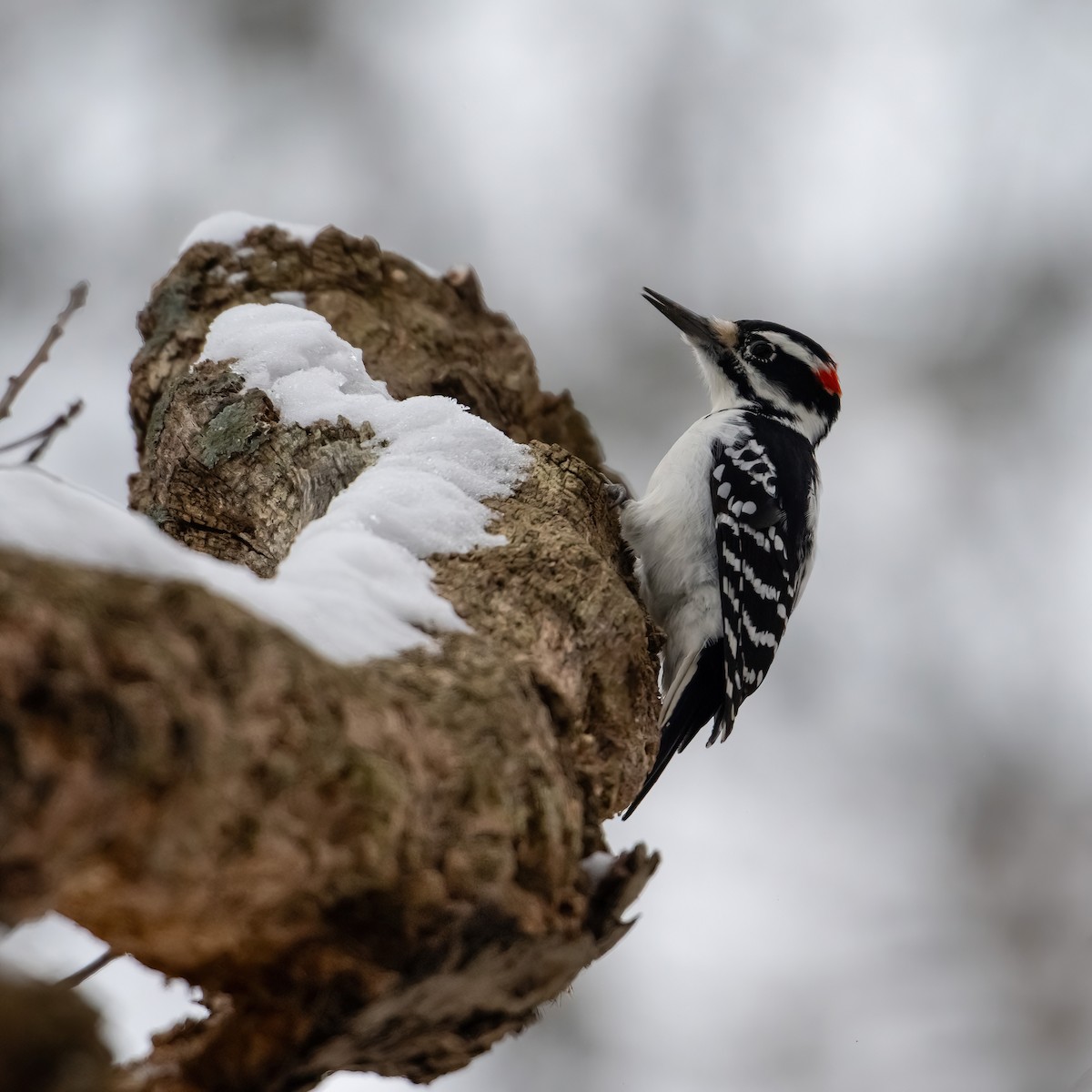 Hairy Woodpecker - ML646486523