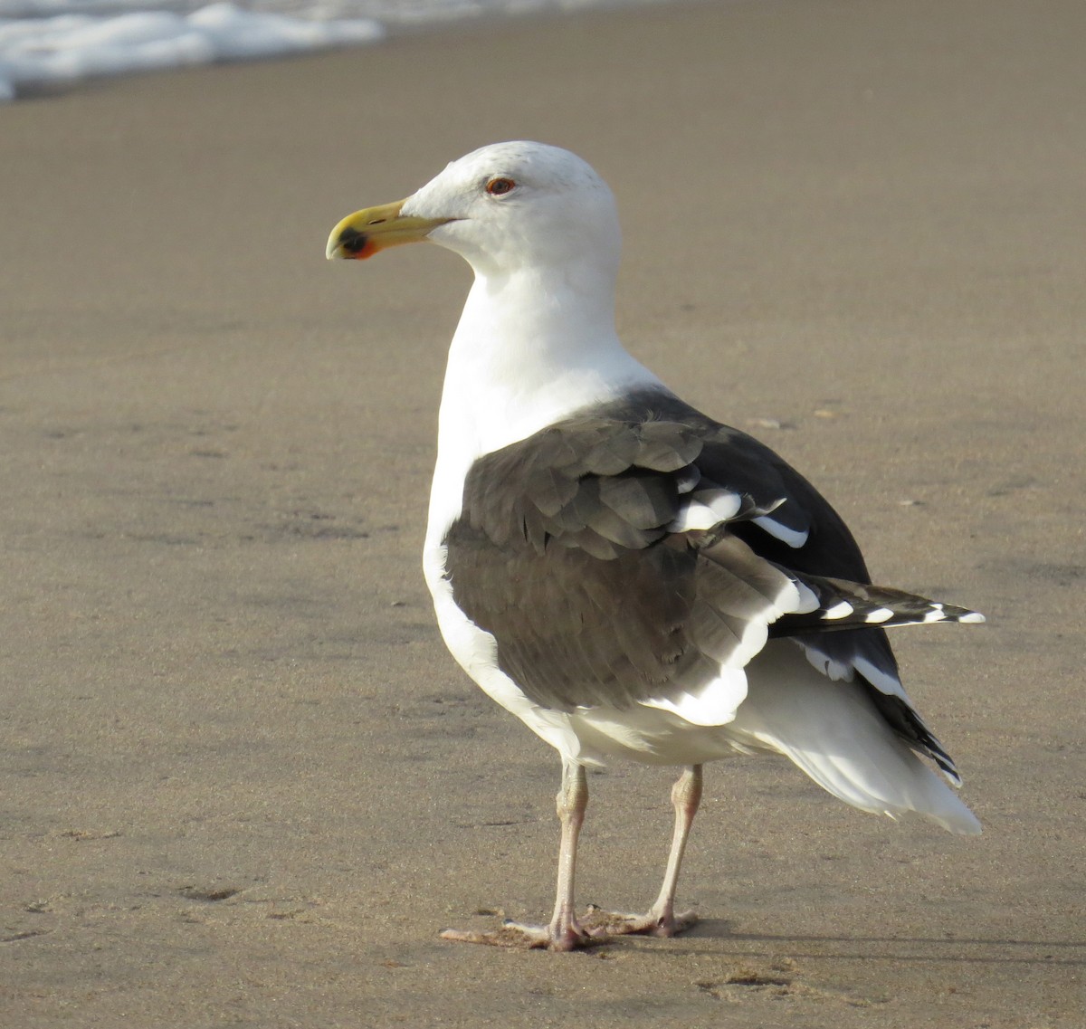 Great Black-backed Gull - ML646486524