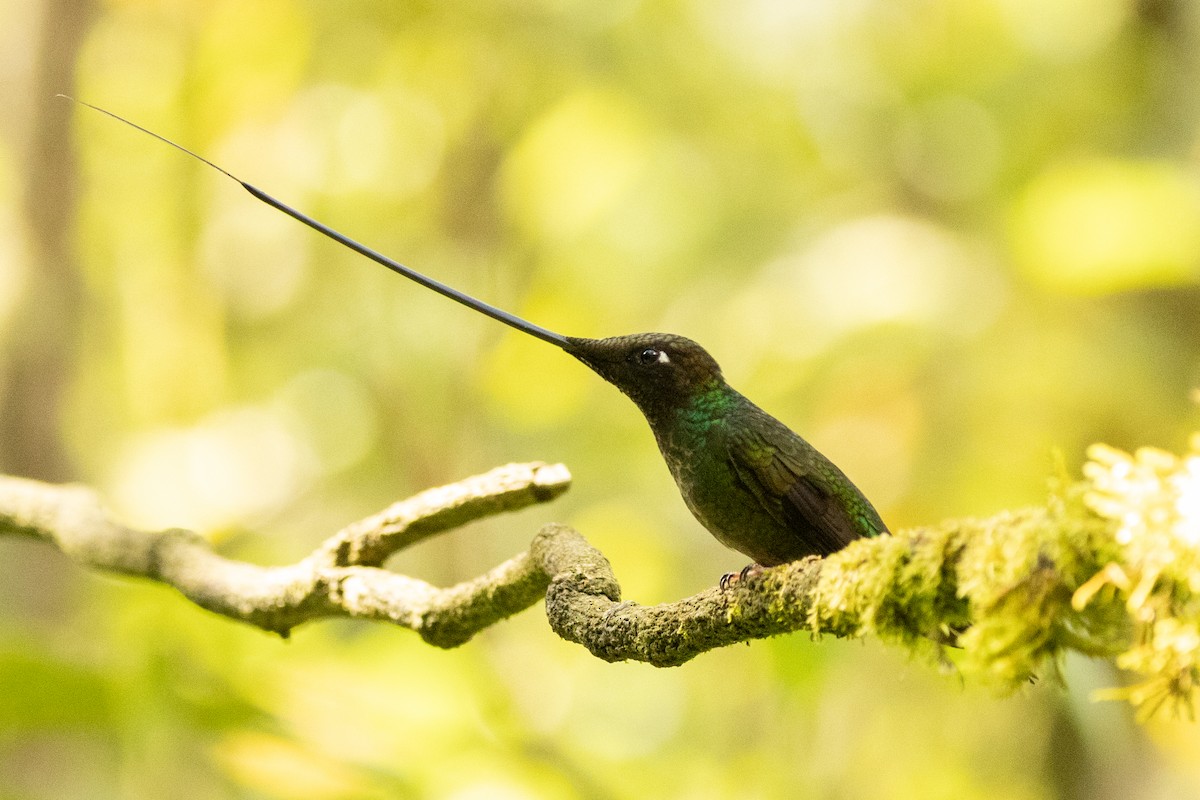 Sword-billed Hummingbird - ML646486527