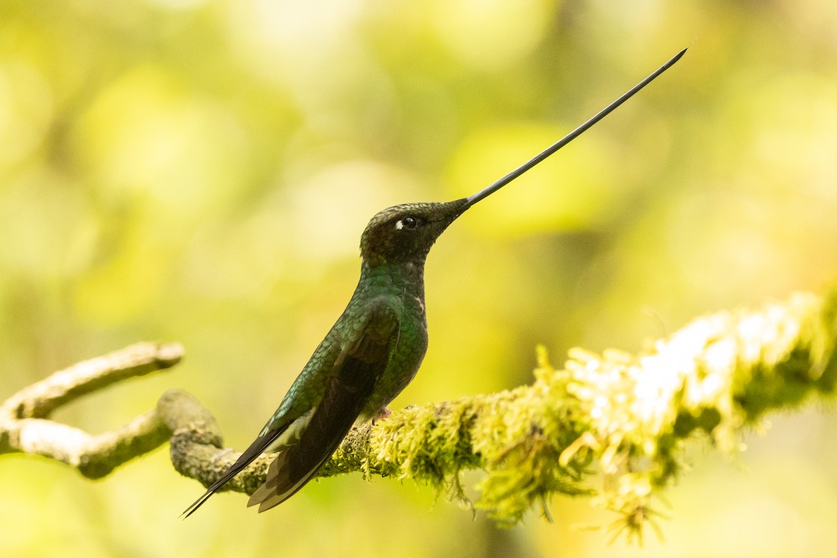 Sword-billed Hummingbird - ML646486528