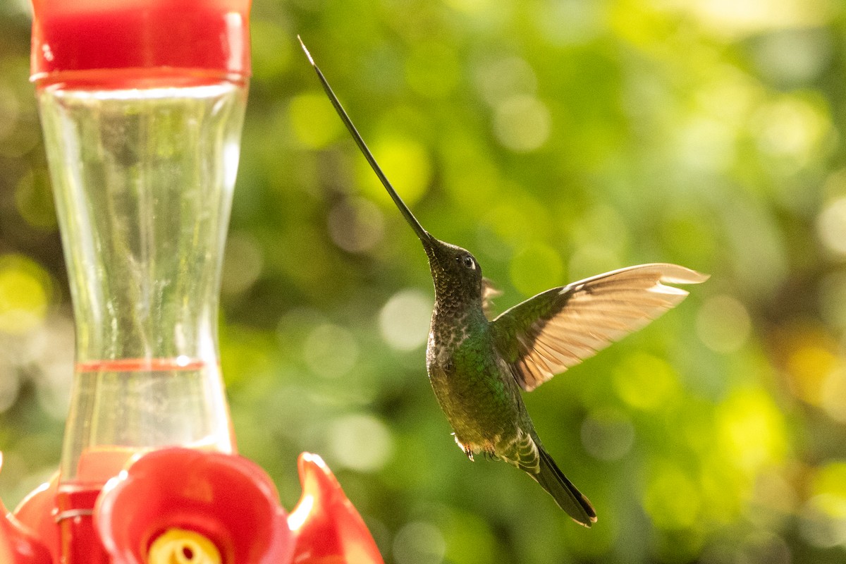 Sword-billed Hummingbird - ML646486529