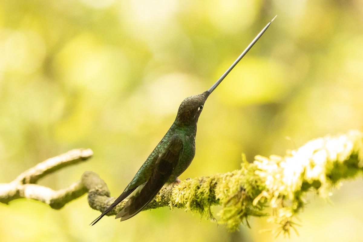 Sword-billed Hummingbird - ML646486530