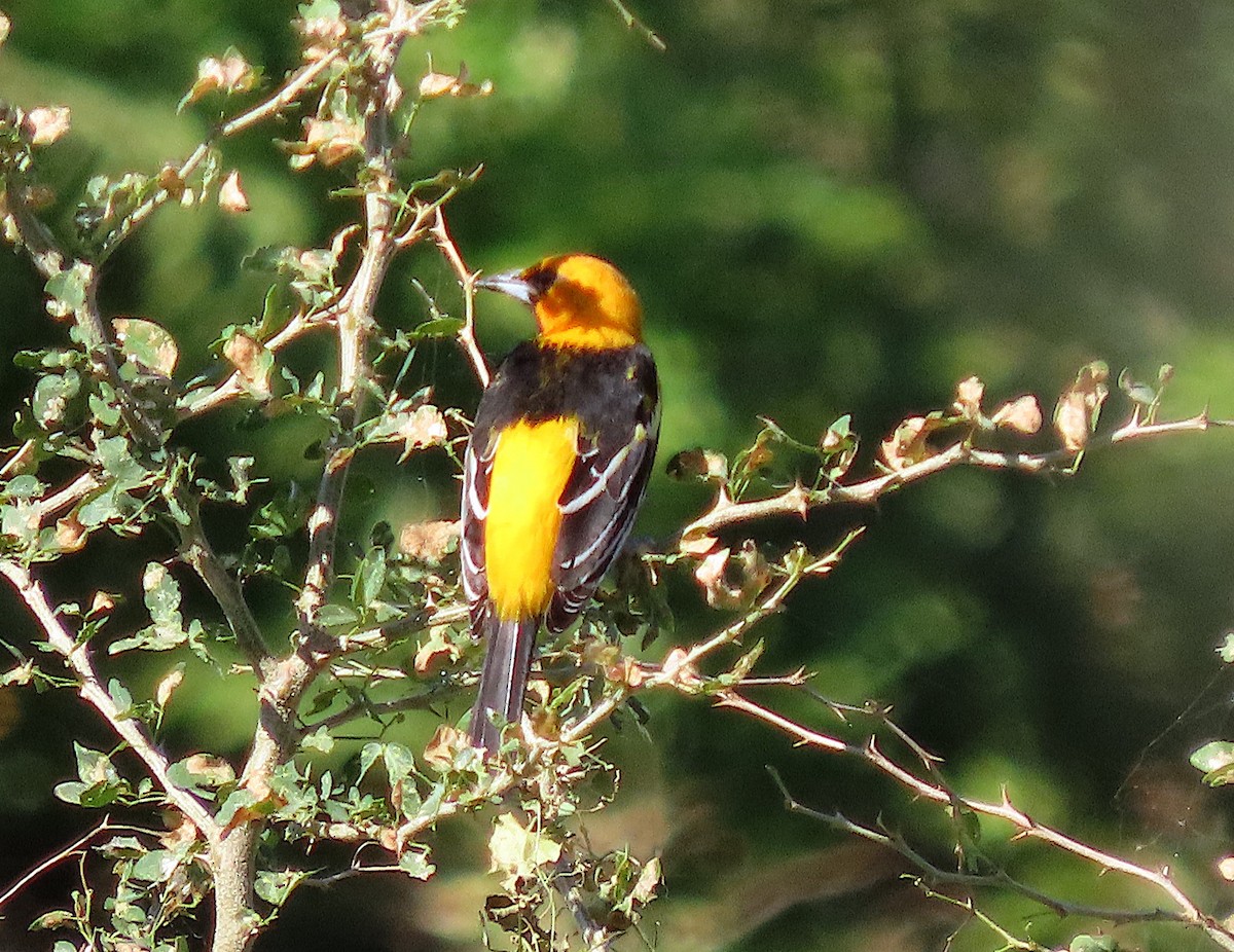 Altamira Oriole - ML646486531