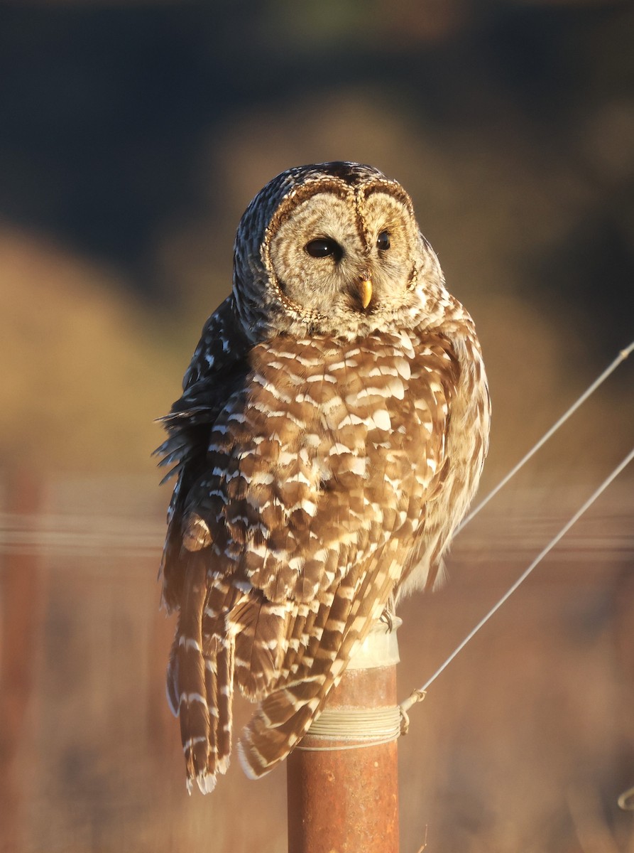 Barred Owl - ML646486532
