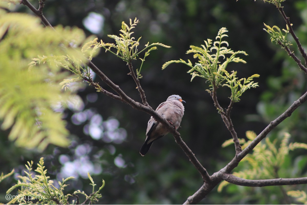 Croaking Ground Dove - ML646486534