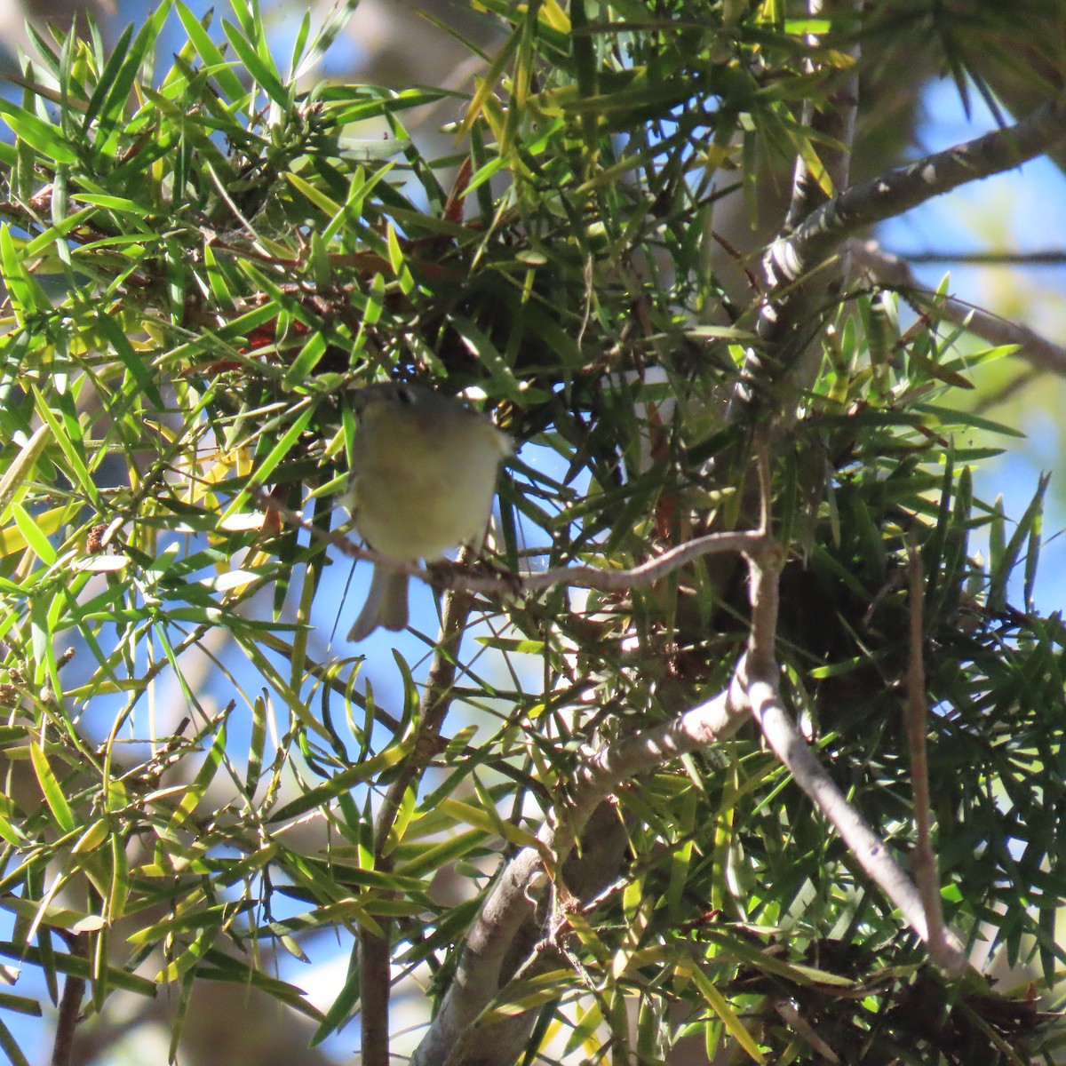 Ruby-crowned Kinglet - ML646486535