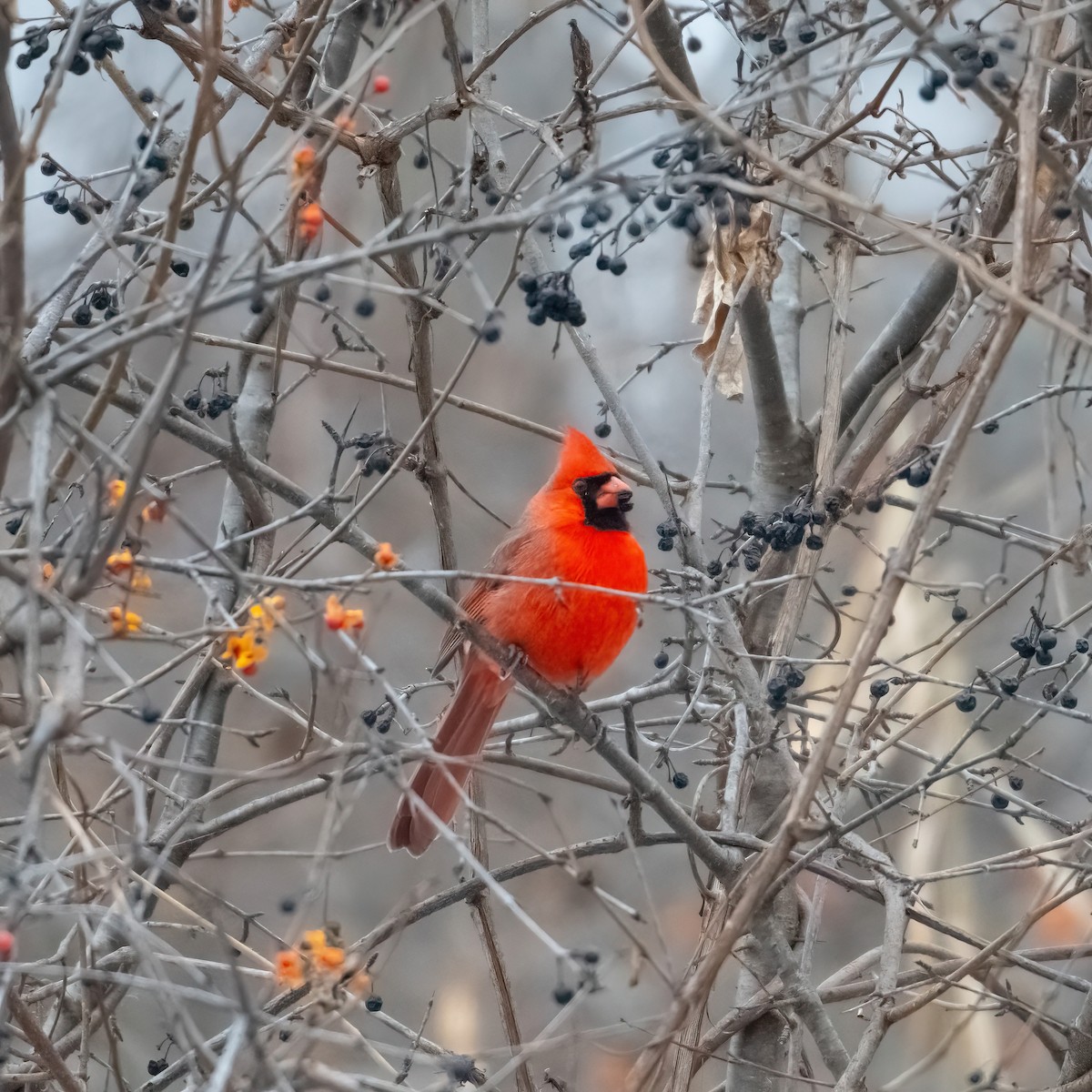 Northern Cardinal - ML646486548