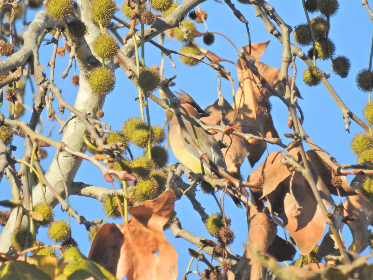 brkoslav americký - ML646486555