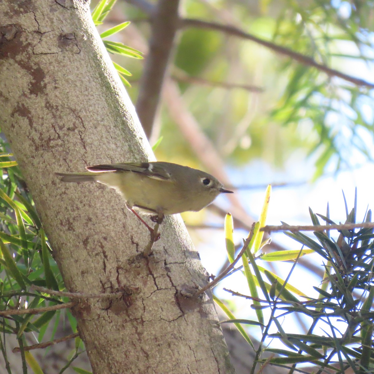 Ruby-crowned Kinglet - ML646486560