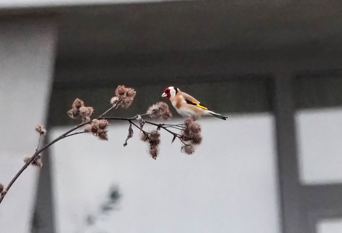 Cardellino - ML646486567