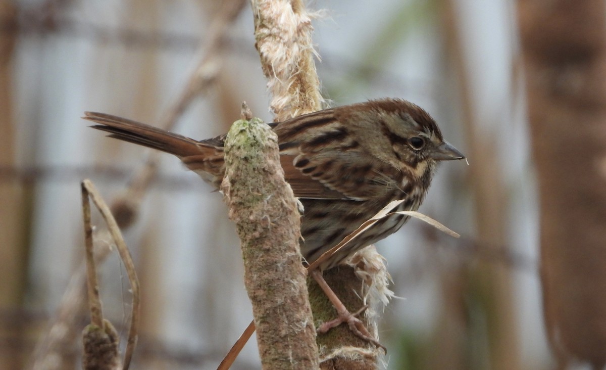 strnadec zpěvný - ML646486571