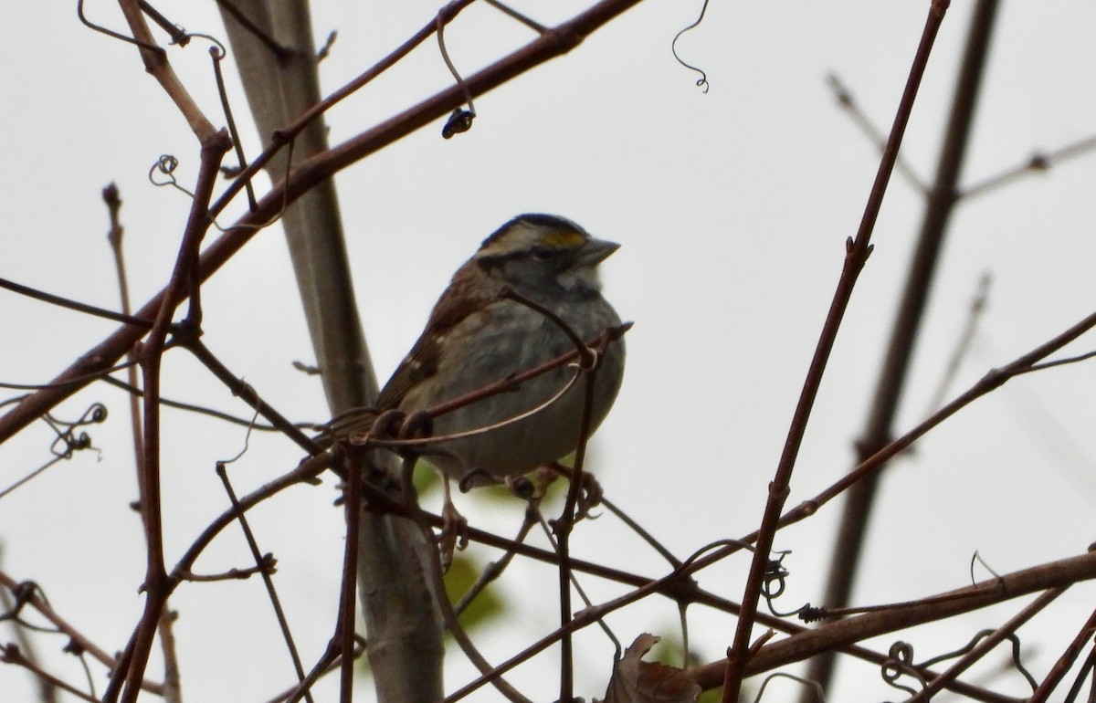 strnadec bělohrdlý - ML646486572