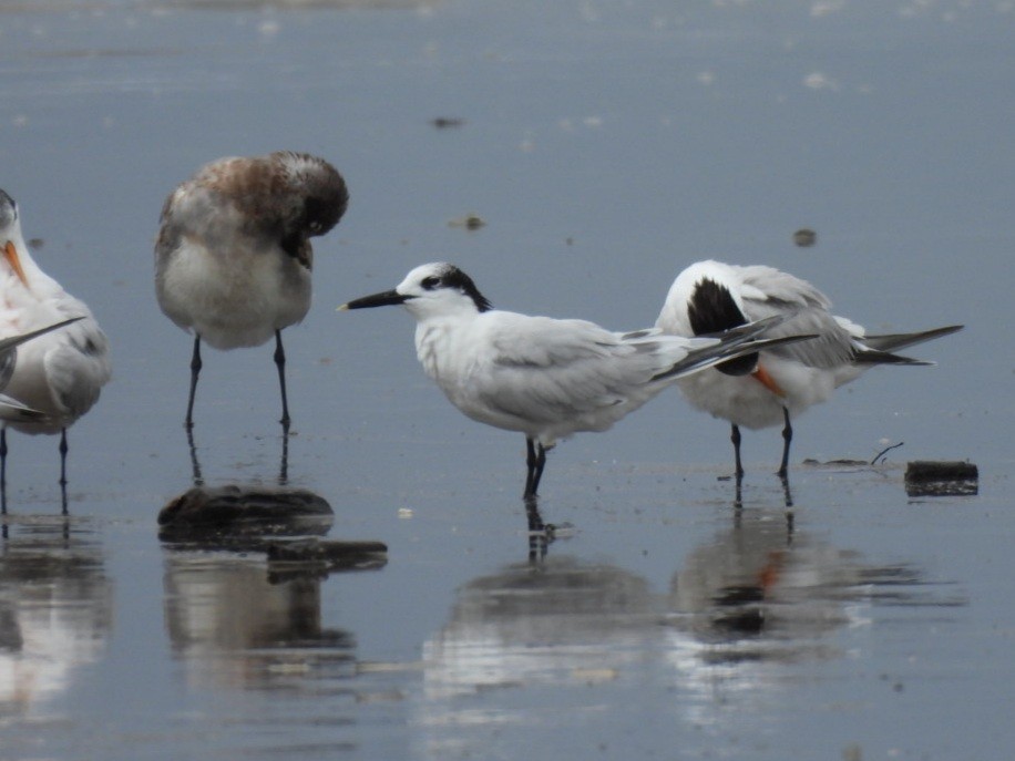 Sandwich Tern - ML646486573