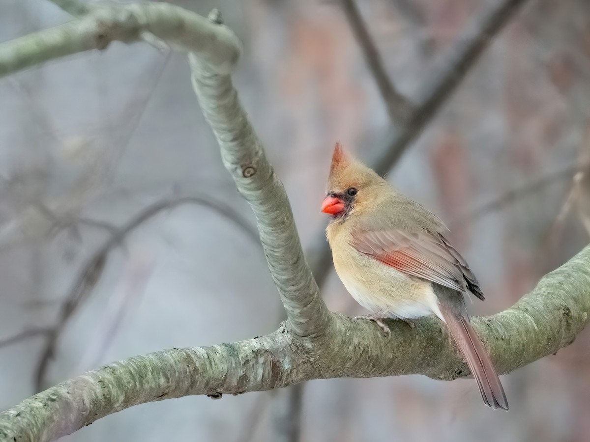 Northern Cardinal - ML646486580