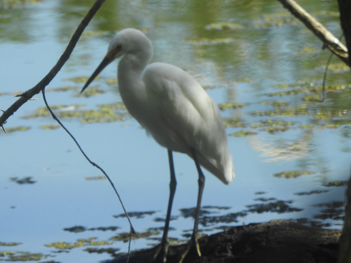 Little Egret - ML646486582