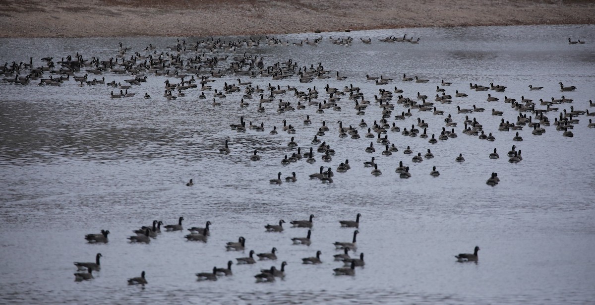 Cackling Goose - ML646486586