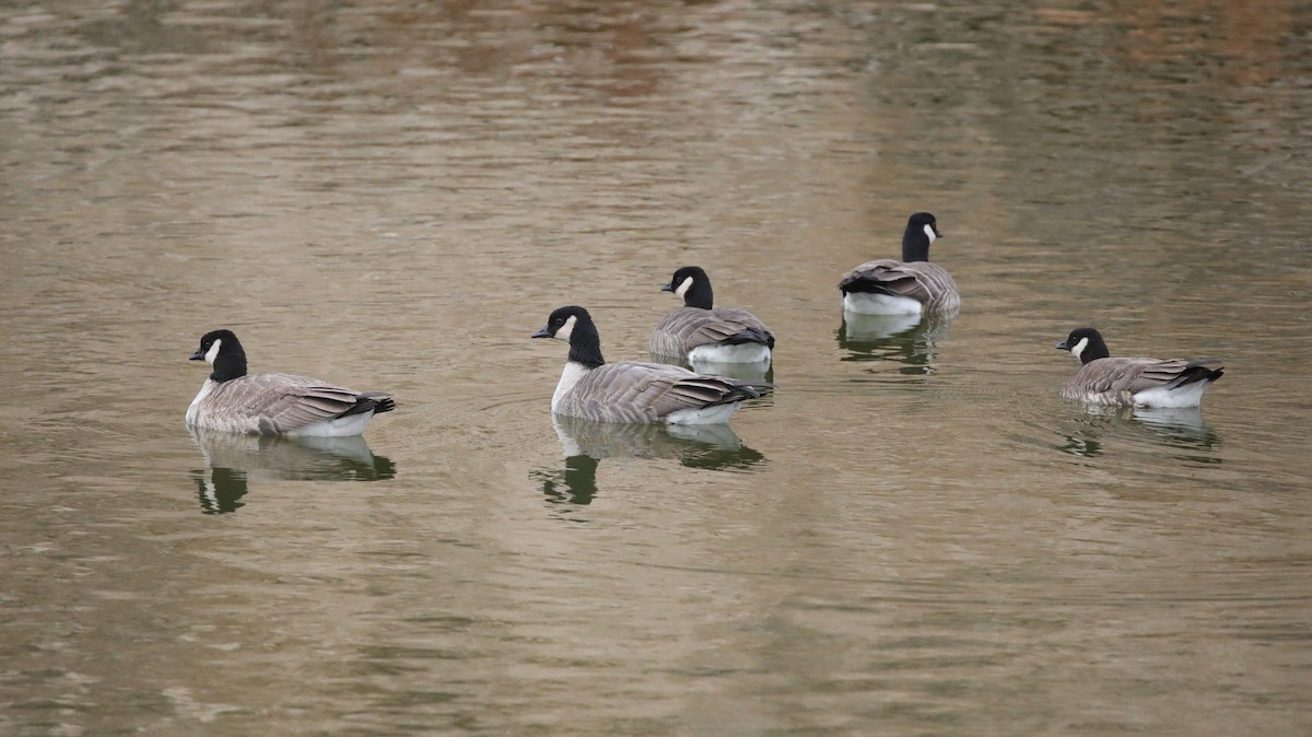 Cackling Goose - ML646486588