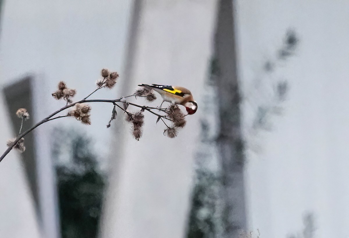 Cardellino - ML646486589