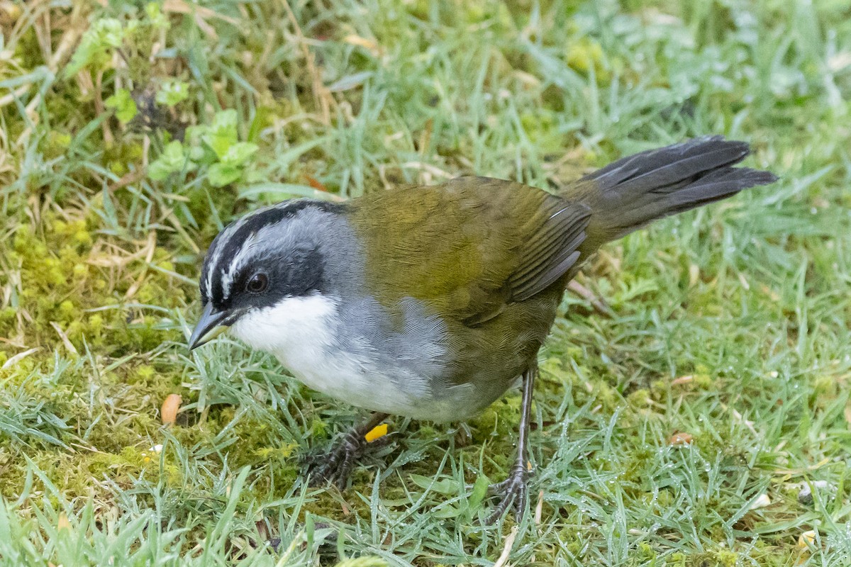 Gray-browed Brushfinch - ML646486590
