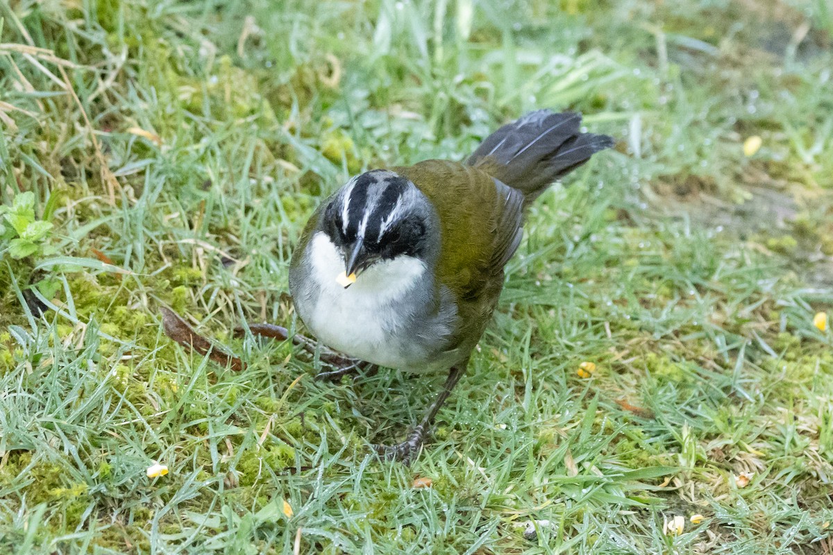 Gray-browed Brushfinch - ML646486591