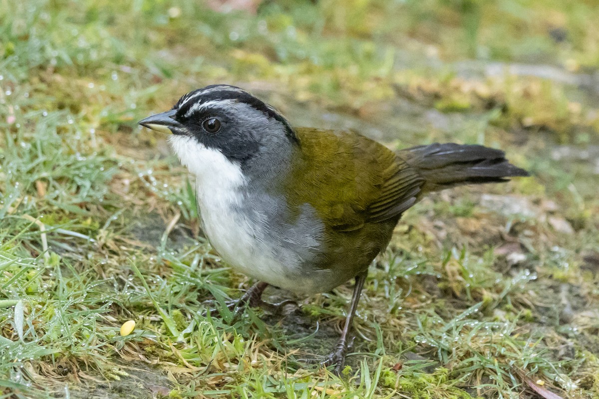 Gray-browed Brushfinch - ML646486592