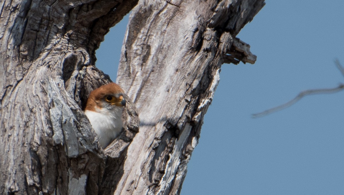 White-rumped Falcon - ML646486595