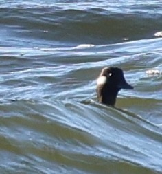 עבראש לבנוני - ML646486596