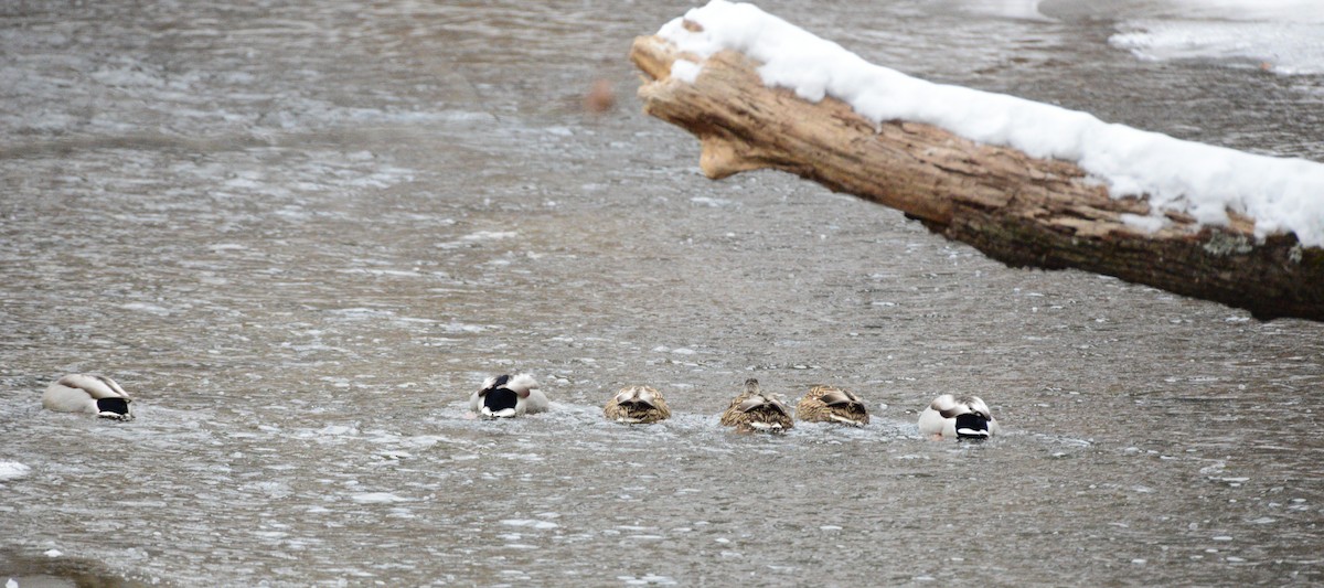 Basahatea - ML646486599