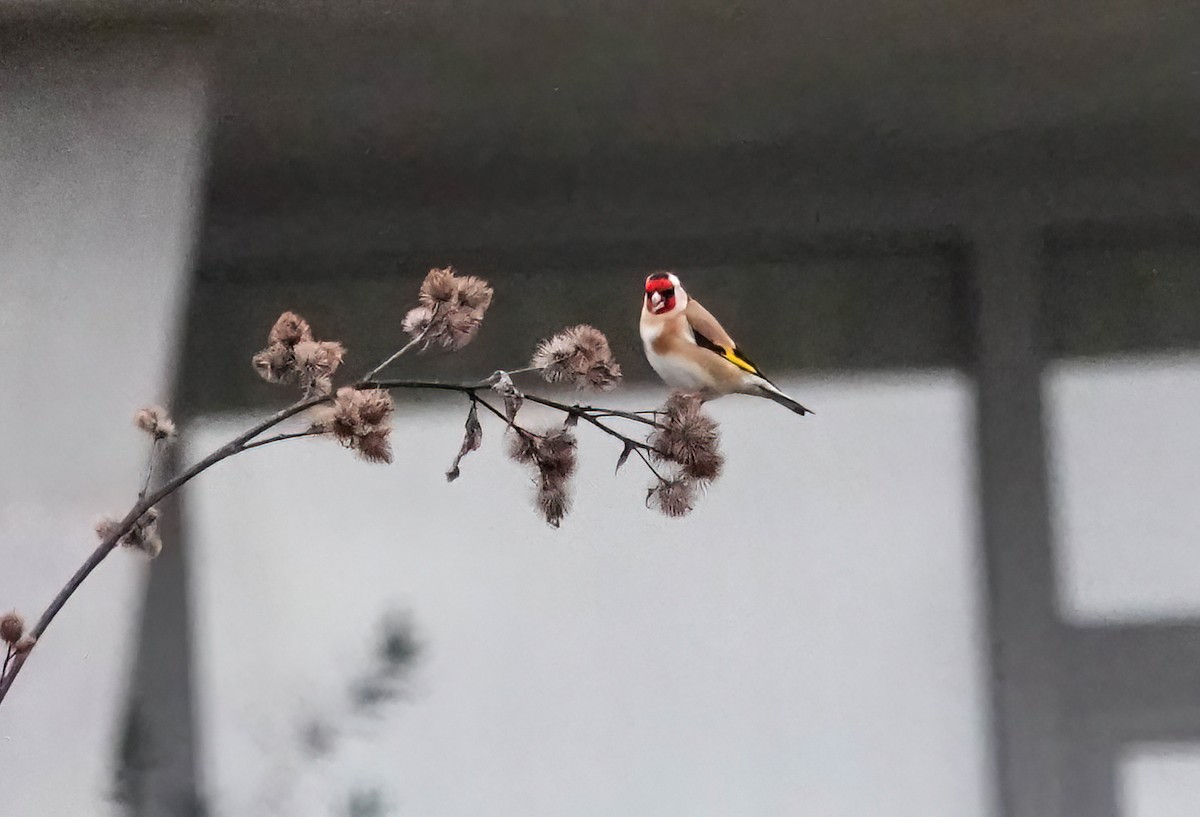 Cardellino - ML646486609