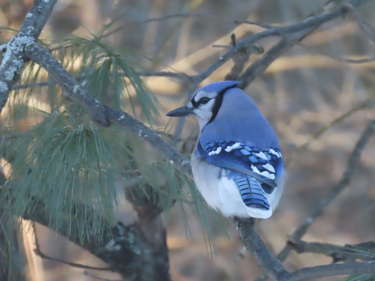 Blue Jay - ML646486610
