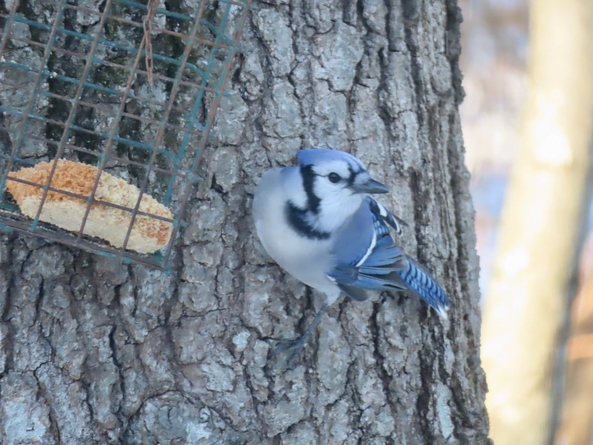 Blue Jay - ML646486611
