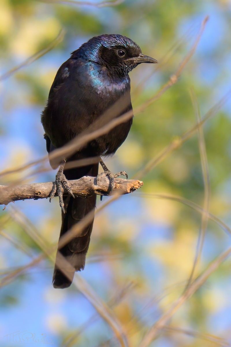 Meves's Starling - ML646486612